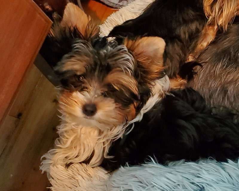 Photo de Ti-Prince