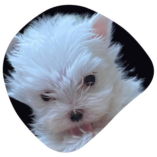 Mâle reproducteur